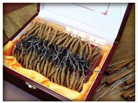 大涌镇冬虫夏草回收